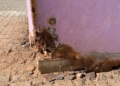 WhatsApp Image 2022 11 29 at 17.23.25 3 La Plaza de las Conchas repleta de suciedad, destrozos y grafitis