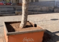 WhatsApp Image 2022 11 29 at 17.23.25 4 La Plaza de las Conchas repleta de suciedad, destrozos y grafitis