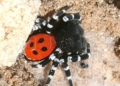 arana Eresus macho Arañas Eresus
