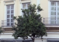arbol El invierno llega sin avisar a Melilla