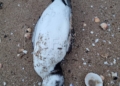 1ok Hallan muerta en la playa del Hipódromo un ave similar a un pingüino