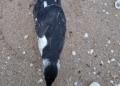2ok Hallan muerta en la playa del Hipódromo un ave similar a un pingüino