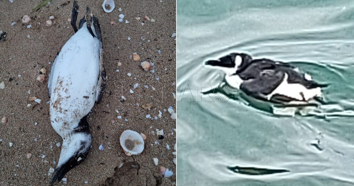 Alca en Dique Sur Hallan muerta en la playa del Hipódromo un ave similar a un pingüino
