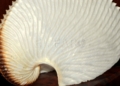 Argonautas