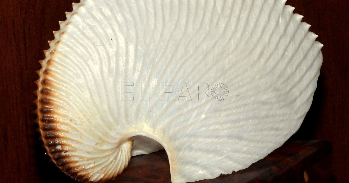 Argonauta o nautilus de papel Argonauta argo Argonautas