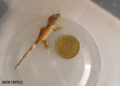 Cili bebé Faro El gecko que 'resucitó'