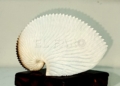 Concha de argonauta Argonauta argo Argonautas