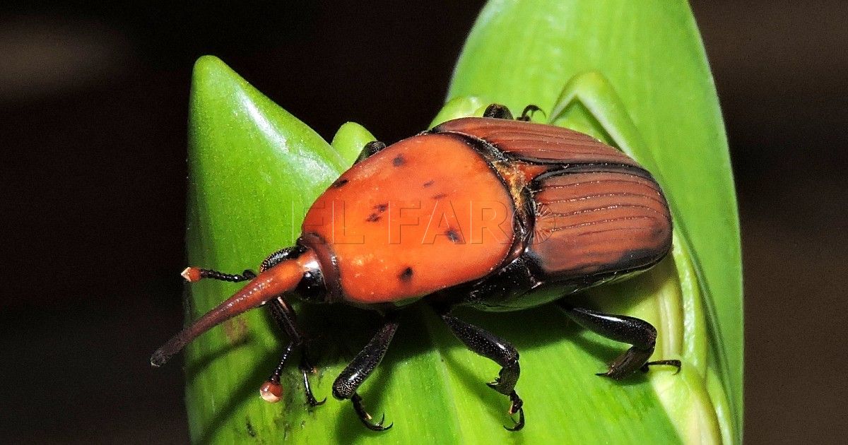 Picudo Rojo Picudo rojo