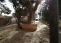 WhatsApp Image 2022 12 09 at 13.49.39 1 El parque Lobera, un bonito recuerdo