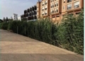 figura 12 1 Guelaya no apoya el proyecto de la Ciudad sobre el tramo urbano del Río de Oro