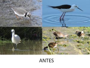 río de oro aves Guelaya no apoya el proyecto de la Ciudad sobre el tramo urbano del Río de Oro