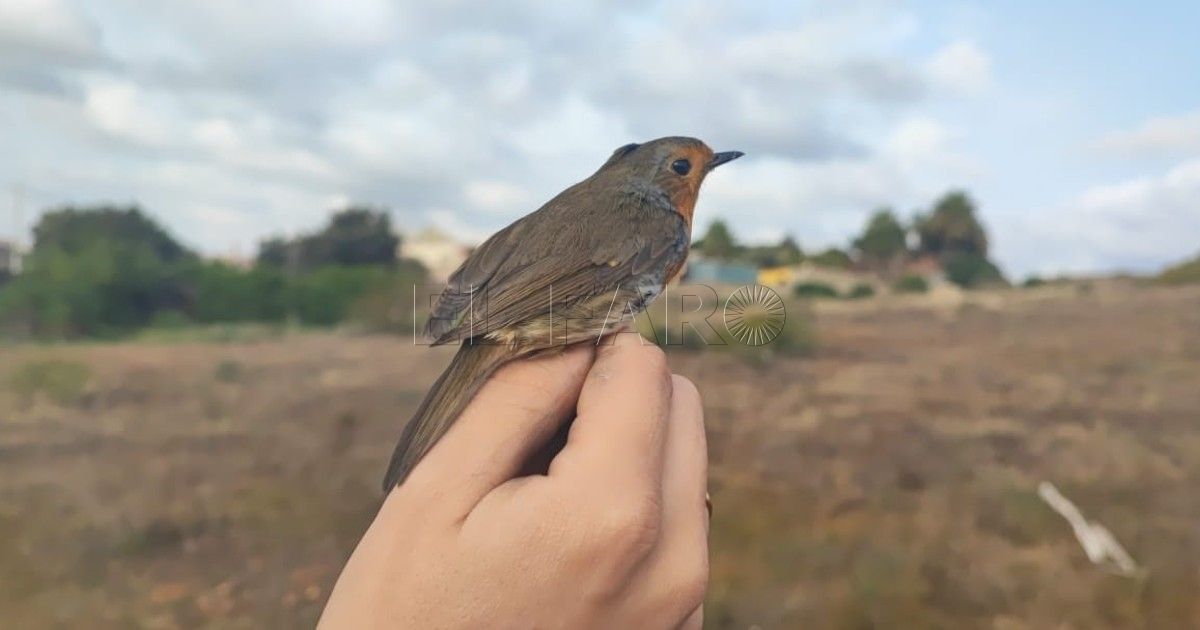 Fin de semana medioambiental de la mano de SEO BirdLife y Guelaya