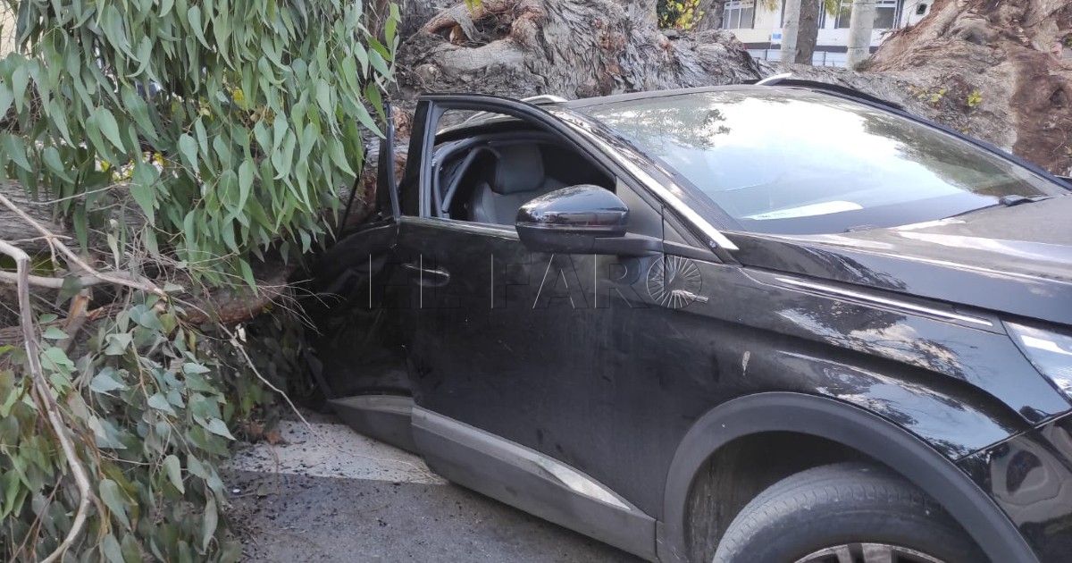Coche alastado por un árbol en Melilla Una mujer se salva de milagro tras desplomarse un árbol sobre el coche que conducía en el Tesorillo