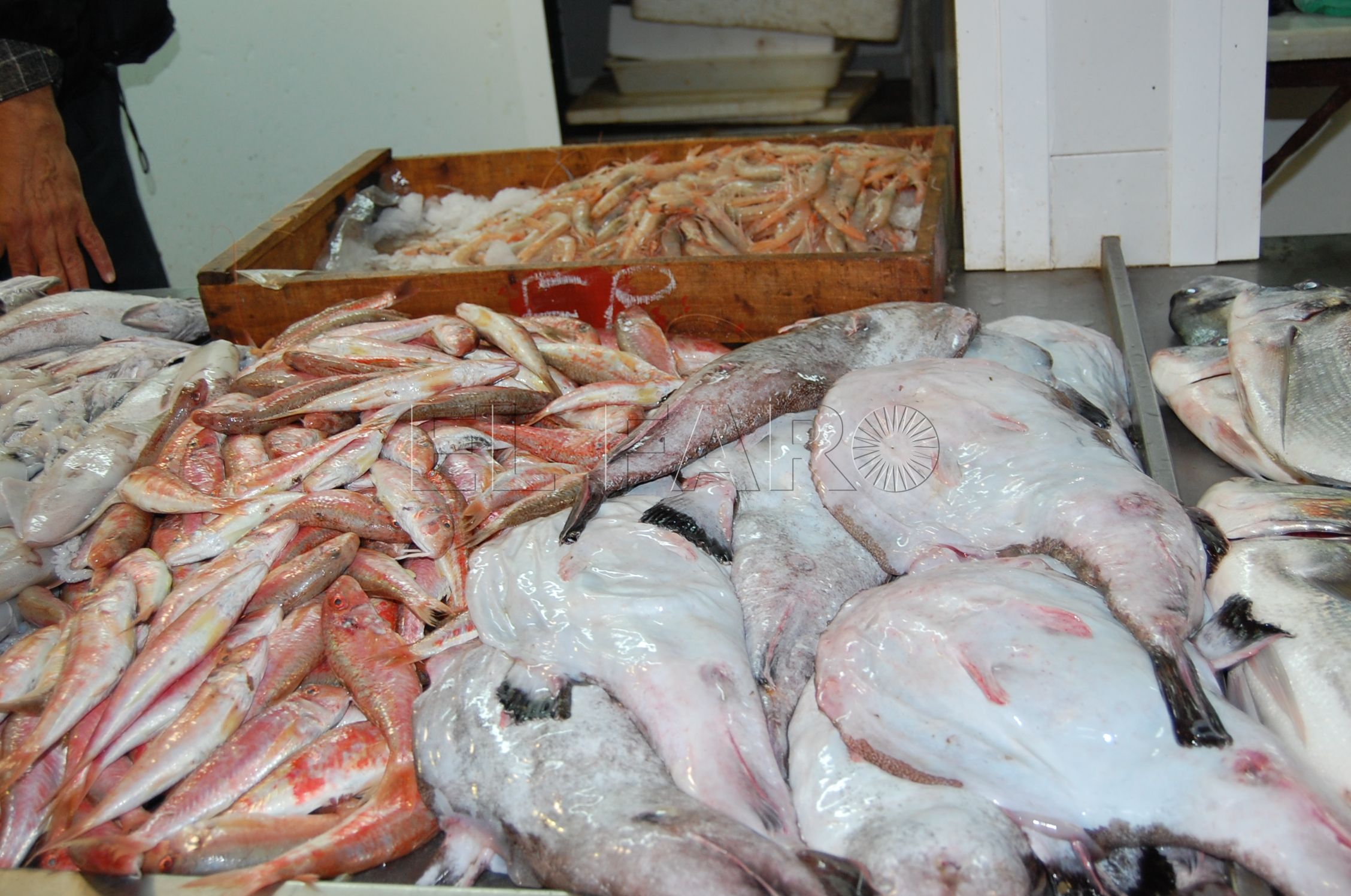 DSC 0023 El pescado no entrará en Melilla con la reapertura de la aduana