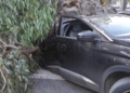 WhatsApp Image 2023 01 18 at 18.11.15 Una mujer se salva de milagro tras desplomarse un árbol sobre el coche que conducía en el Tesorillo