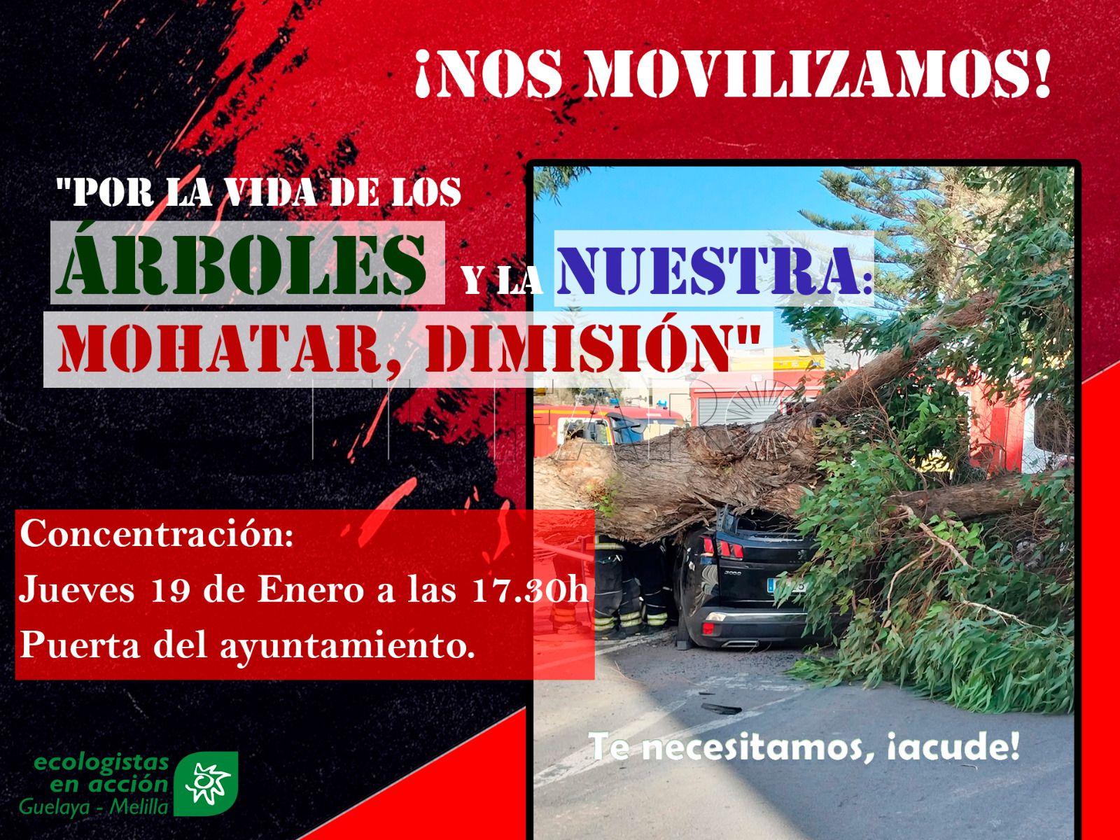 WhatsApp Image 2023 01 19 at 08.22.56 Guelaya y la Plataforma por el Arbolado piden la dimisión de Hassan Mohatar