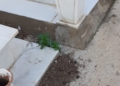 WhatsApp Image 2023 01 22 at 18.52.50 El estado del cementerio municipal despierta las quejas de los ciudadanos