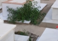 WhatsApp Image 2023 01 22 at 18.52.50 2 El estado del cementerio municipal despierta las quejas de los ciudadanos