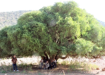 árbol de argán Argania spinosa Arganes de Beni Snassen