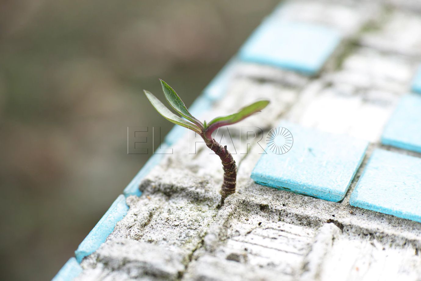 sprout through tiles 1122 419 Deseo esperanza