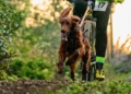 328558086 2245930318922491 5503510380643697996 n María Muñoz y su perra Mona, segundas en el Campeonato de Andalucía de Mushing