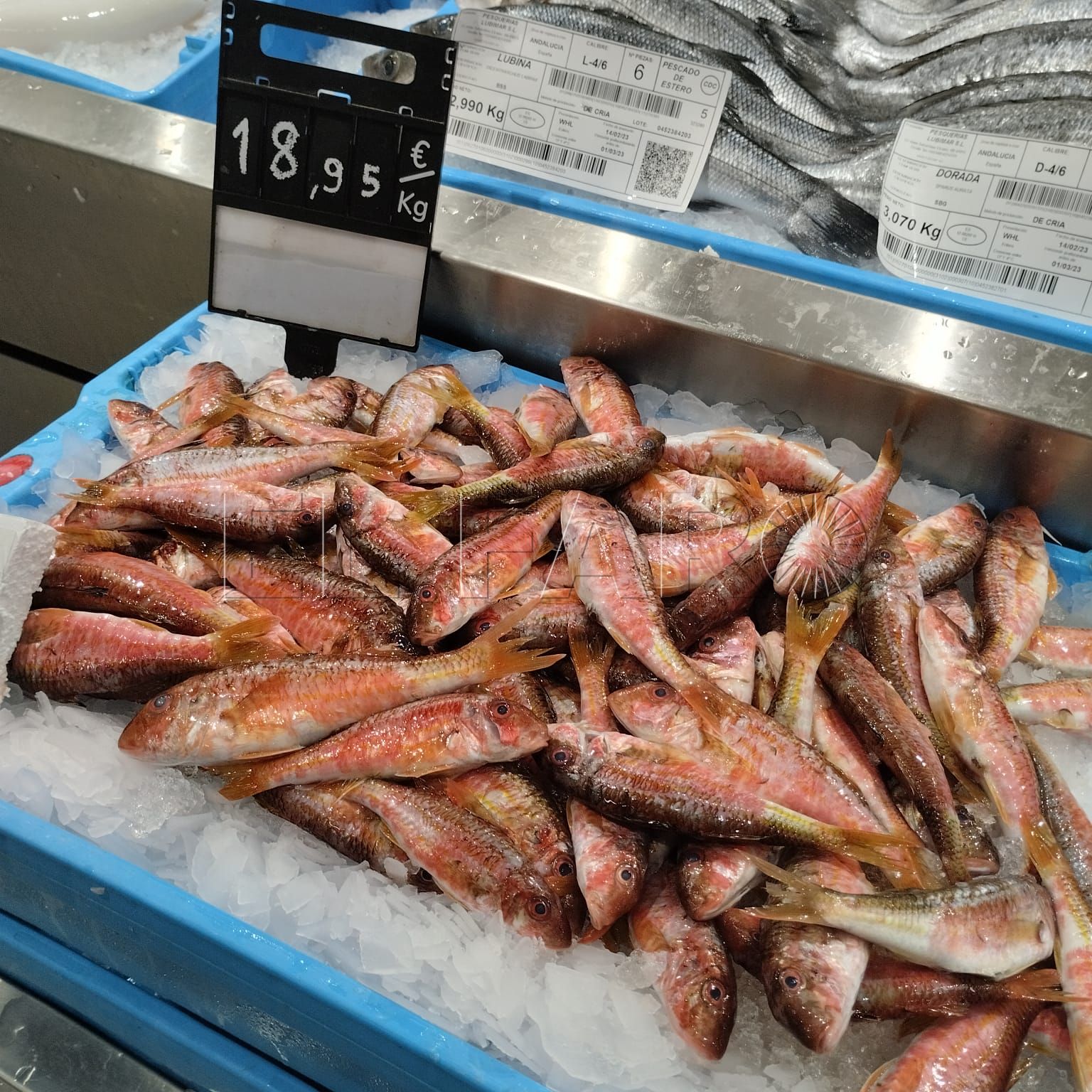 8a1079d8 3a02 49fb abac fc980a6f6296 Melilla, la ciudad de los salmonetes a 18,95 euros el kilo