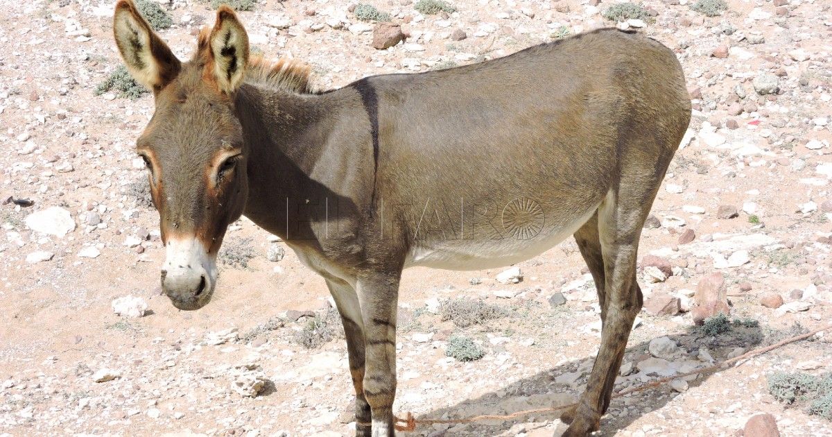 Asno africano Asno norteafricano