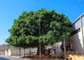 Ficus calle Ibanez Marin Los ficus de Melilla