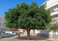 Ficus de calle maestro Jose Molinares Los ficus de Melilla
