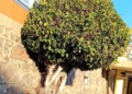 Ficus nacido en la pared de Club Maritimo y cuidado por sus miembros Los ficus de Melilla