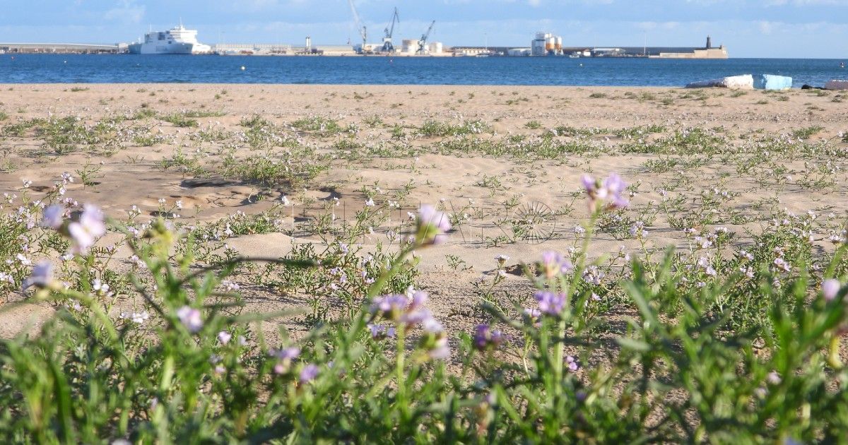 Oruga marina Cakile maritima. Playa de la Hípica La arena de la Hípica se vuelve a llenar de flores