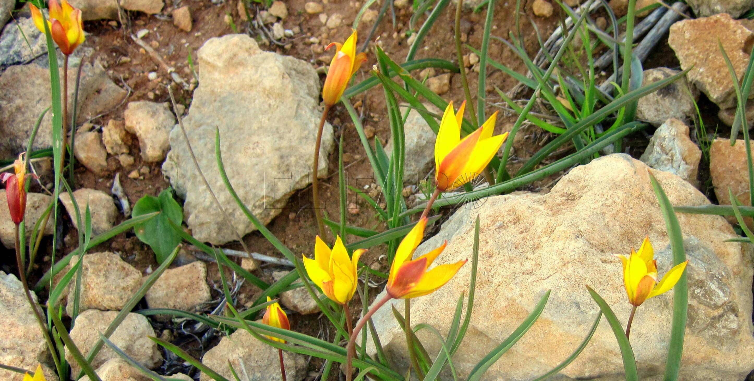 Tulipanes silvestres en el Nano Tulipanes en el Nano