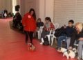 WhatsApp Image 2023 02 19 at 17.46.18 Otto se corona como ganador del Concurso de Disfraces de Mascotas
