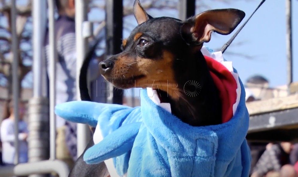 perrodisfraz Los concursos de Mascotas y de Paella se trasladan a la Plaza de Toros por el mal tiempo