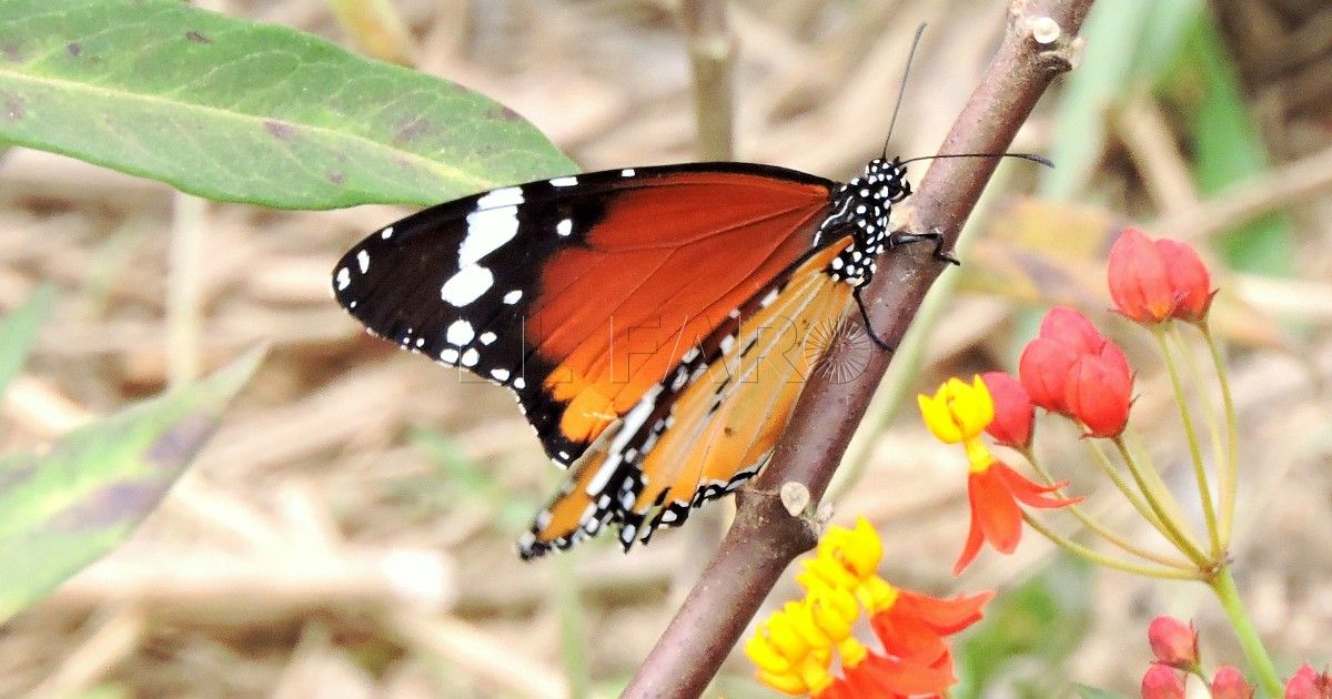 Danaus chrysippus La monarca africana