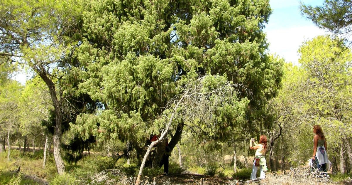 Enebro costero Juniperus oxycedrus sbsp. macrocarpa Enebro marítimo
