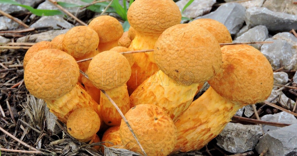 Gymnopilus spectabilis Taxuda