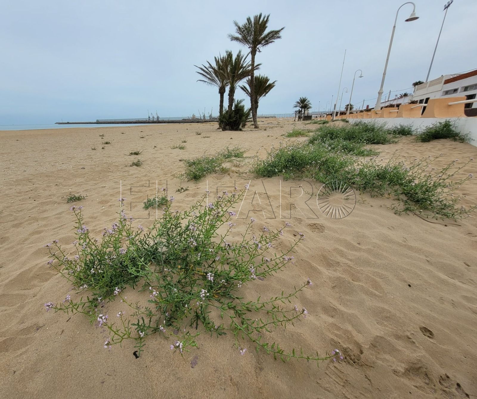 WhatsApp Image 2023 03 20 at 13.27.21 Melilla en Verde solicita la regeneración de las playas evitando el uso de maquinaria en su limpieza