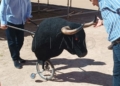 WhatsApp Image 2023 03 26 at 12.06.33 3 La Plaza de Toros de Melilla se hace internacional