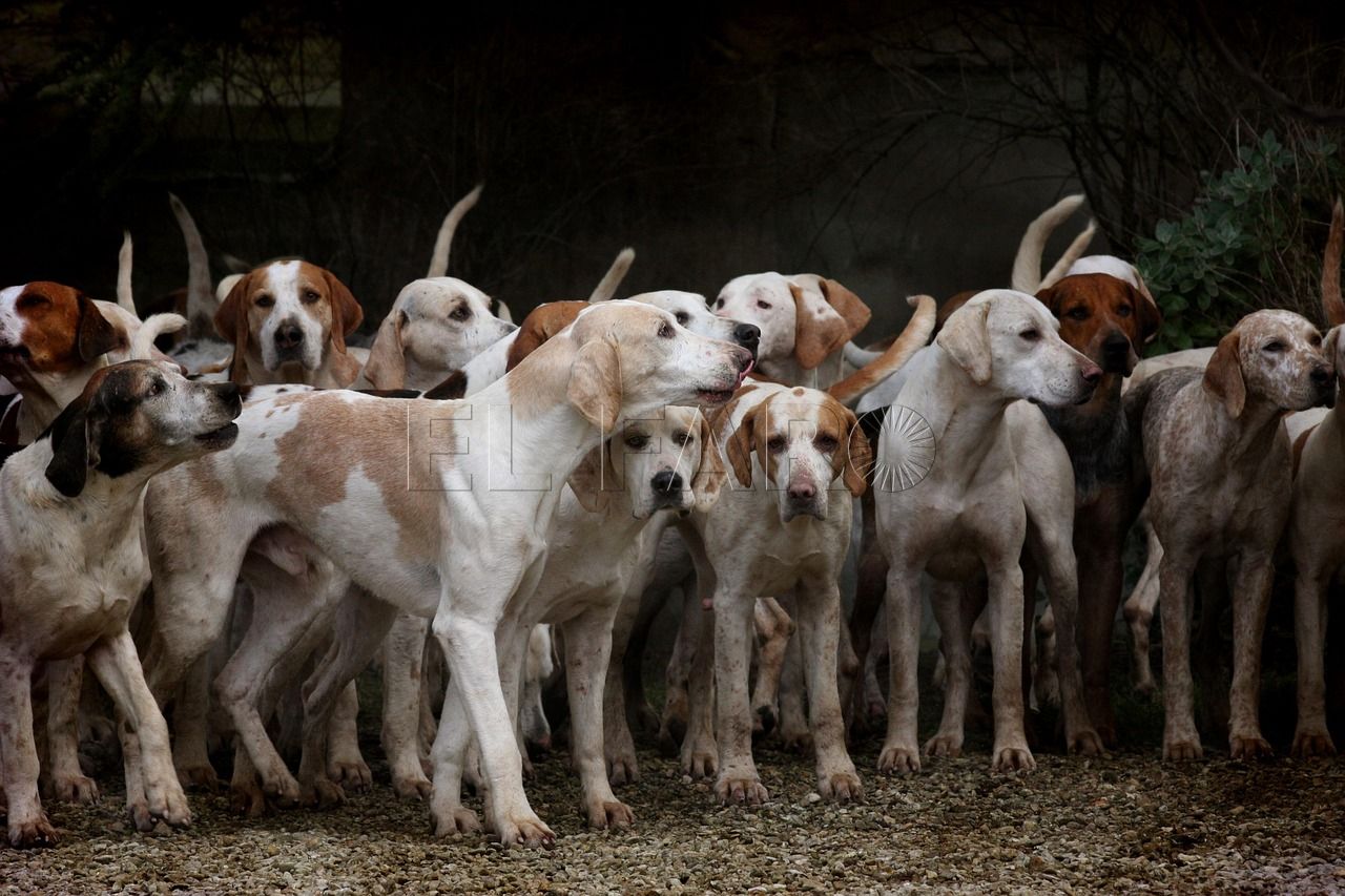dogs g556f346de 1280 Podemos Melilla celebra la aprobación de la Ley de Bienestar Animal