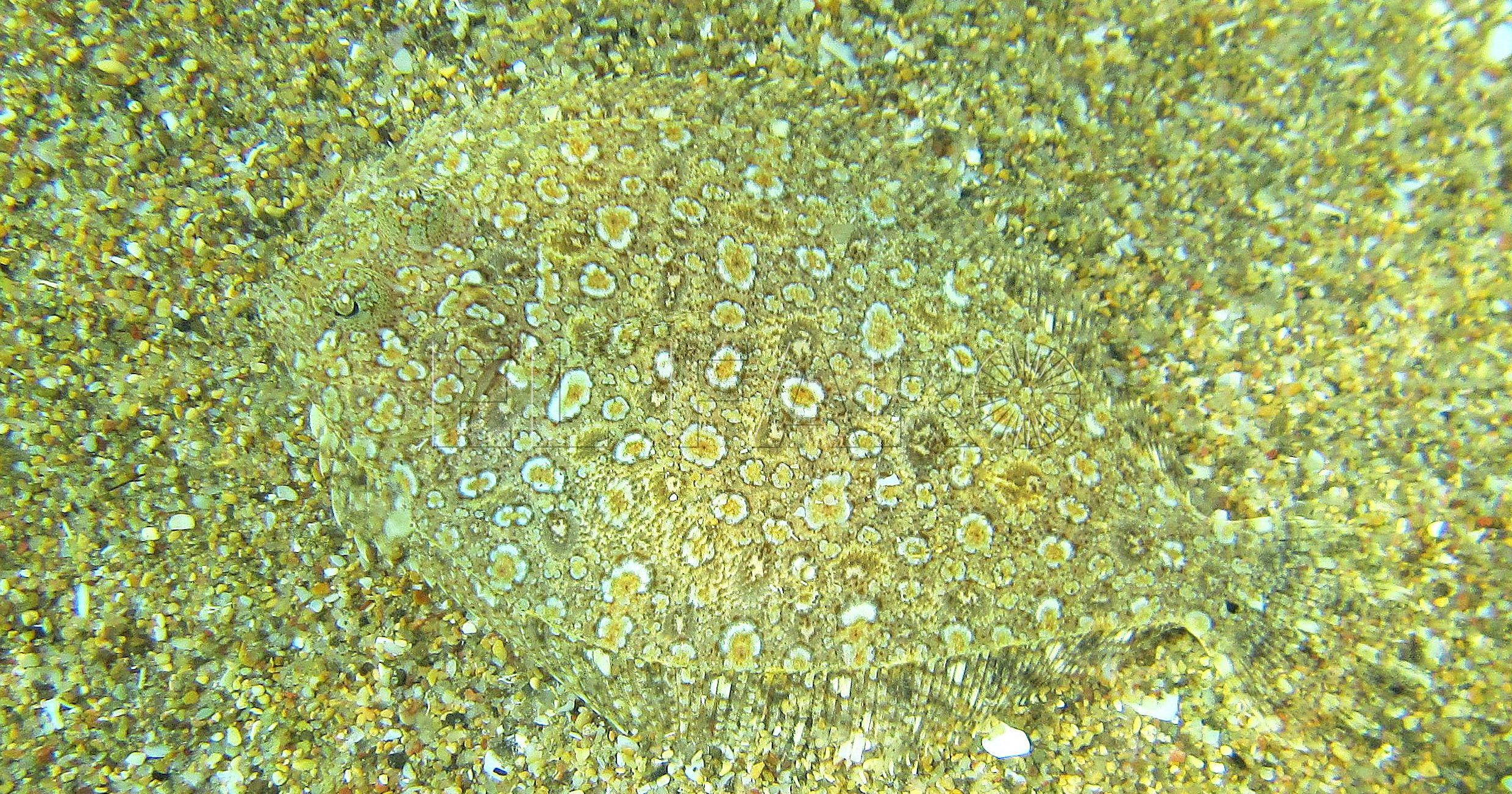 tapaculo Bothus podas Tres Forcas e1680170117601 Tapaculos, arte bajo el mar