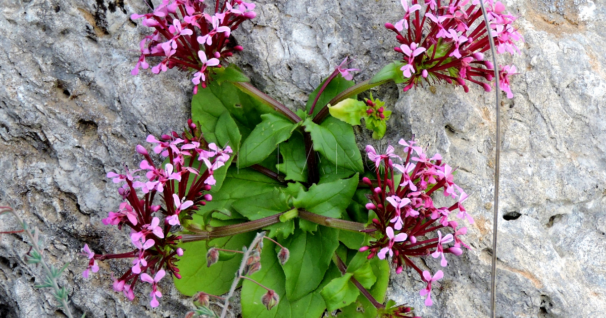 Cornucopia Fedia cornucopiae Cornucopias