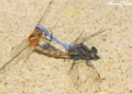 Orthetrum coerulescens Libélulas