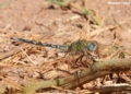 Orthetrum trinacria Libélulas