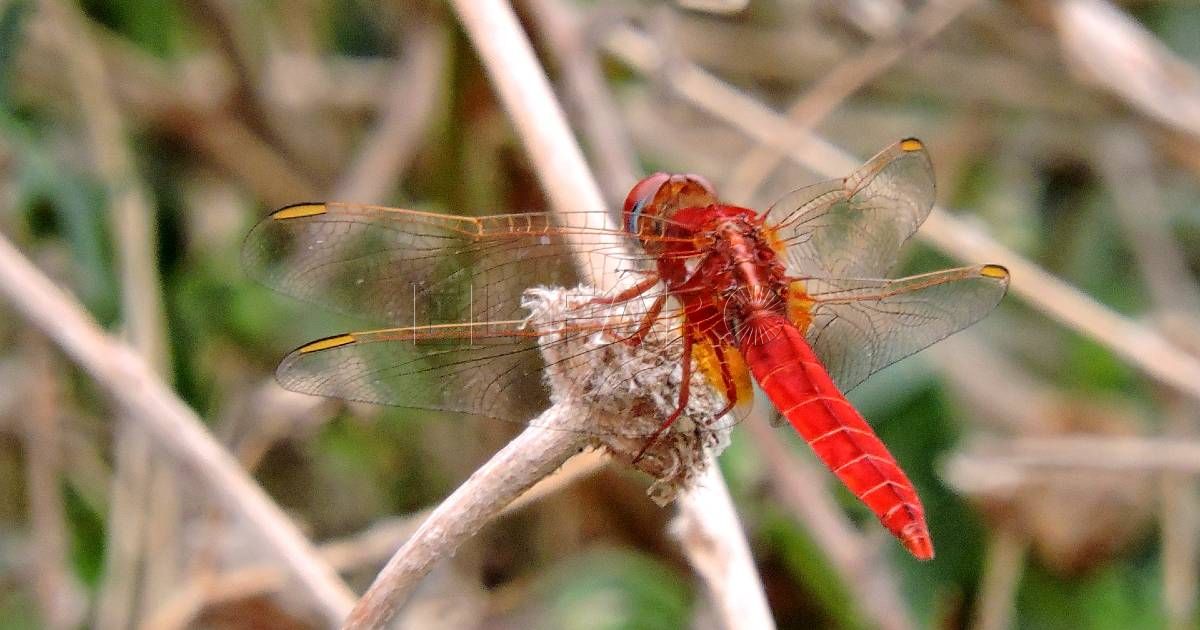 Sympetrum sanguineum Libélulas