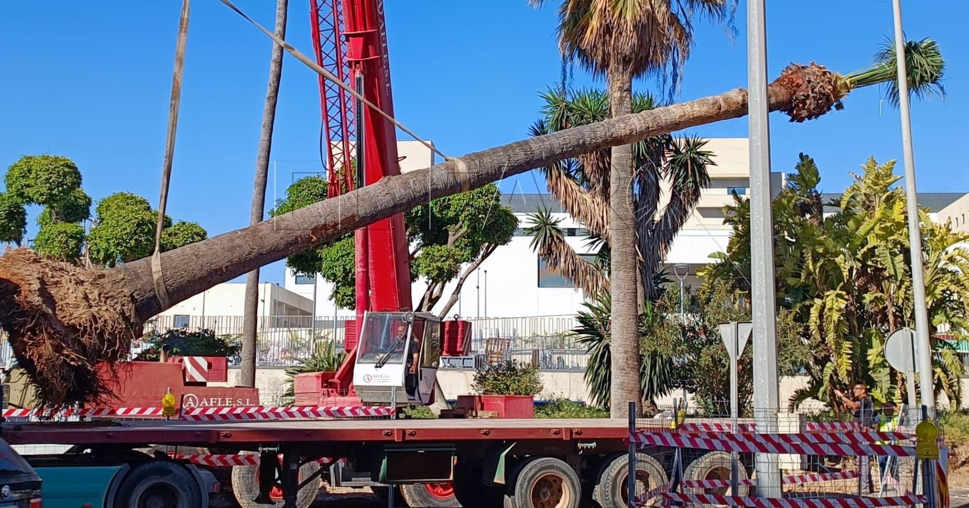 WhatsApp Image 2023 04 25 at 12.17.30 e1682509232311 Infraestructuras reprocha críticas al traslado de una palmera y que se ignore el aumento de áreas verdes en el nuevo Hospital