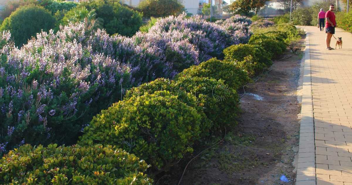 3. Paseo entre lavandas en el Parque Forestal2 La primavera inunda Melilla de color