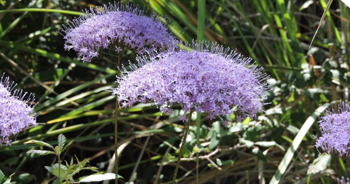 Alfileteros Trachelium caeruleum Alfiletero