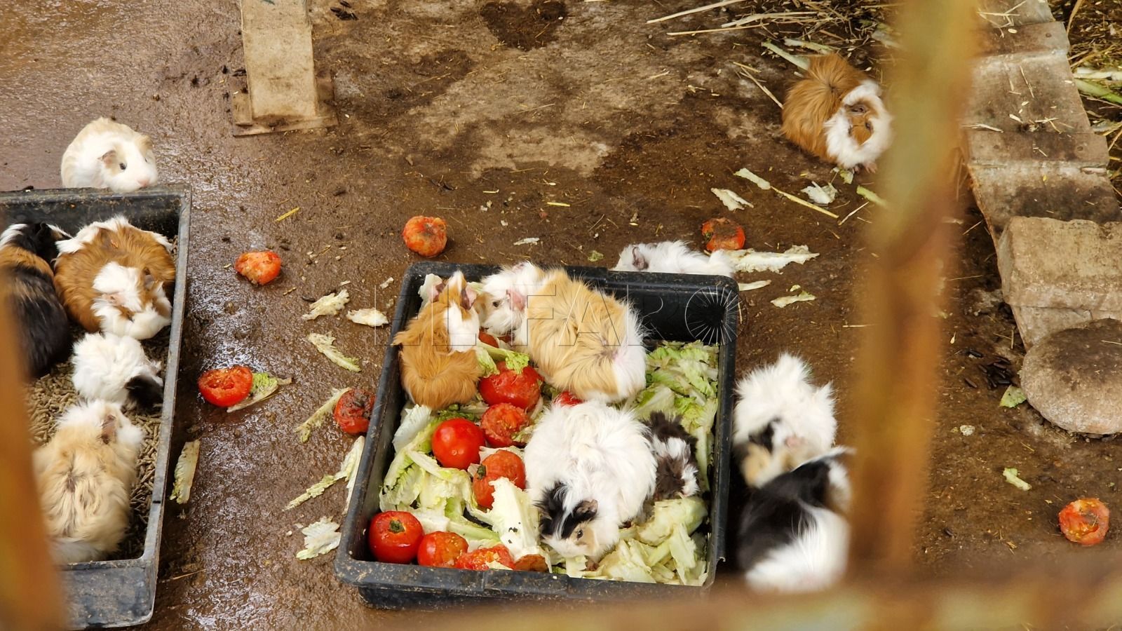 Granja escuela 1 Ventura defiende la gestión de la granja escuela ante las críticas por el estado de los animales