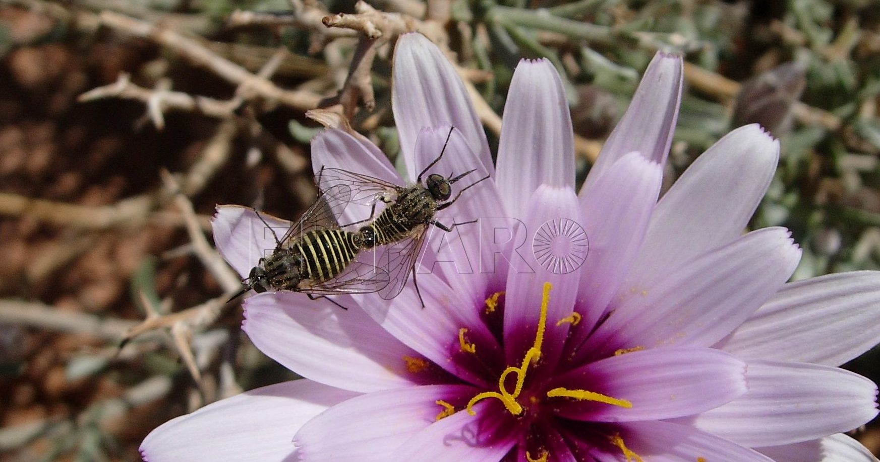 Sírfidos polinizadores sobre una flor. e1683369810749 Escorzonera ondulada